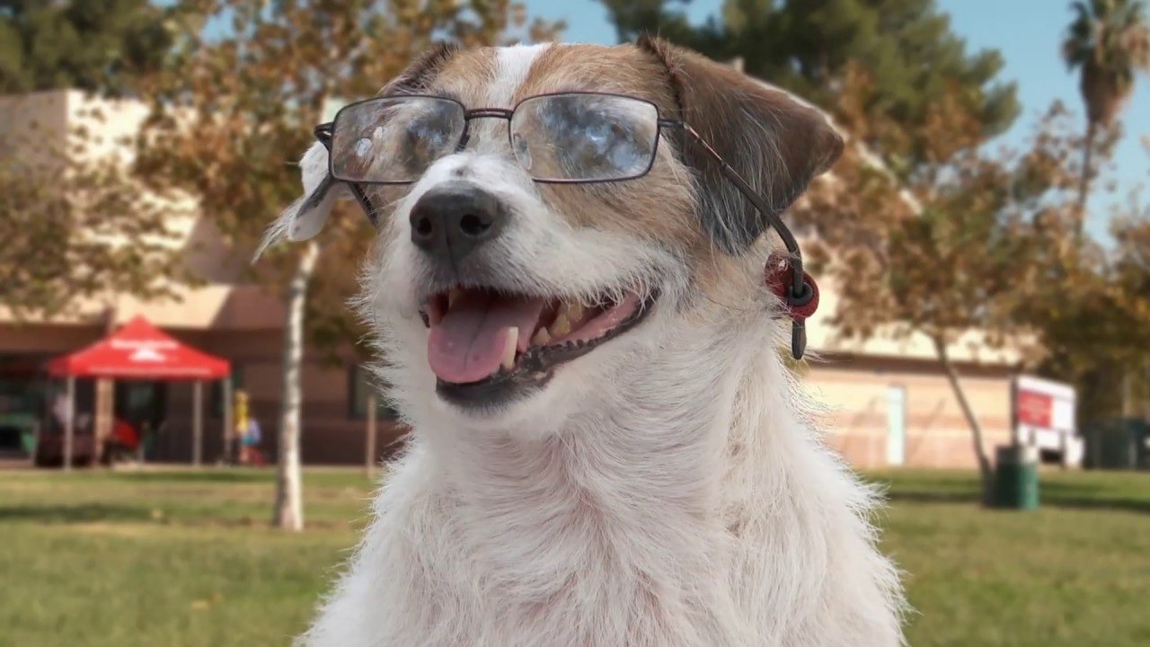 A Doggone Collection background